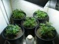 New Grow 04 04 18 002.jpg