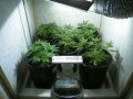 New Grow 04 07 18 003.jpg