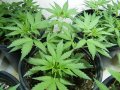 New Grow 04 07 18 004.jpg