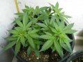 New Grow 04 07 18 005.jpg