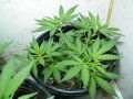 New Grow 04 07 18 007.jpg