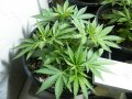 New Grow 04 07 18 008.jpg