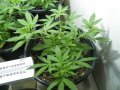 New Grow 04 07 18 009.jpg