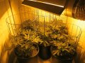 New Grow 04 10 18 001.jpg