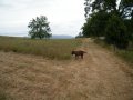 Pasture 05 21 18 008.jpg