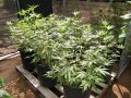 Outdoor Grow 07 31 18 001.jpg