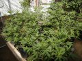 Outdoor Grow 07 31 18 003.jpg