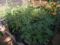 Outdoor Grow 08 05 18 002.jpg