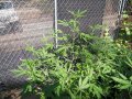 Outdoor Grow 08 05 18 CC.jpg