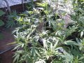 Outdoor Grow 08 05 18 AKWW.jpg