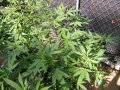 Outdoor Grow 08 05 18 Hash.jpg