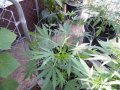 Outdoor Grow 08 05 18 SS.jpg