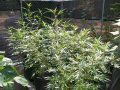 Outdoor Grow 08 13 18 001.jpg