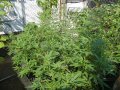 Outdoor Grow 08 13 18 004.jpg