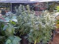 Outdoor Grow 09 10 18 002.jpg