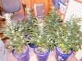 2019Grow041519 002.jpg