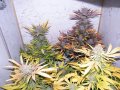 2019Grow052219 004.jpg