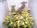 2019Grow052219 009.jpg