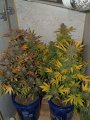 2019Grow052619 002.jpg