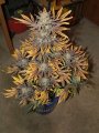 2019Grow052619 011.jpg