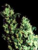 1-thcseeds-Jack-herer-Feminised.jpg