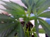 plant 6.jpg