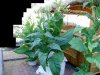 Tobacco-2.jpg