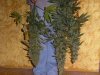 december2006 046.jpg