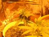 9 days veg1.jpg