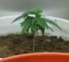 dec 9 veg 18_04.JPG