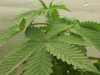dec 9 veg 18_07.JPG