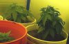dec 9 veg 18_02.JPG