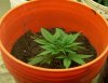 dec 9 veg 18_03.JPG