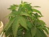 dec 9 veg 18_06.JPG