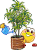 pot 41.gif