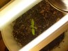 pot 012.JPG