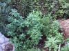 DSC03979.jpg