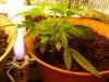 pot15 004.JPG
