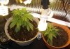 pot15 001.JPG