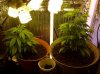 pot21 02.JPG