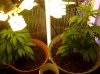 pot22 002.JPG