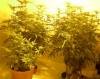 big_bud_21.jpg