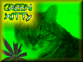 greenkitty