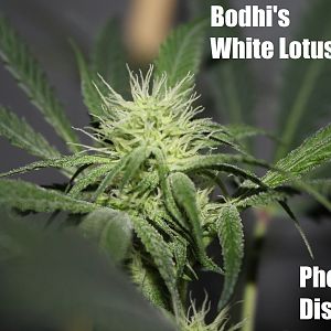 White Lotus