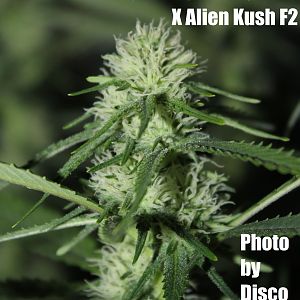 GreenCrack x Alien Kush F2