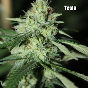 T5