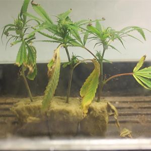 Moldy Clones