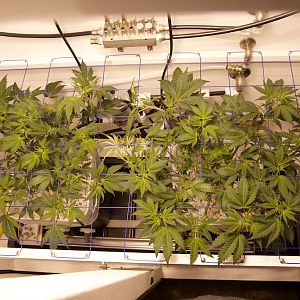 Transition 16:17 After Defoliation