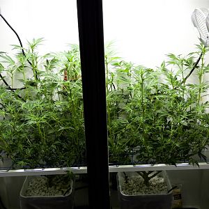 Week 4 Begins With Defoliation