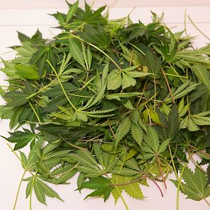 Week 4 Begins With Leaves